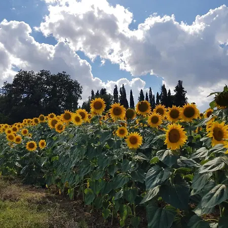 Per I Castelli A Lucignano Lejlighed Lucignano